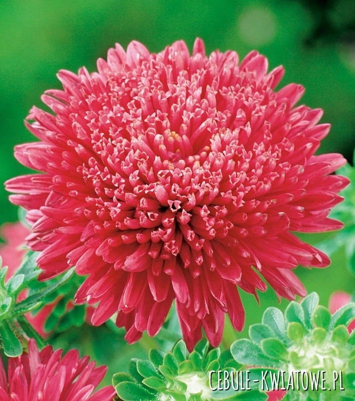 Aster Peoniowy Wysoki Stanisław - czerwony