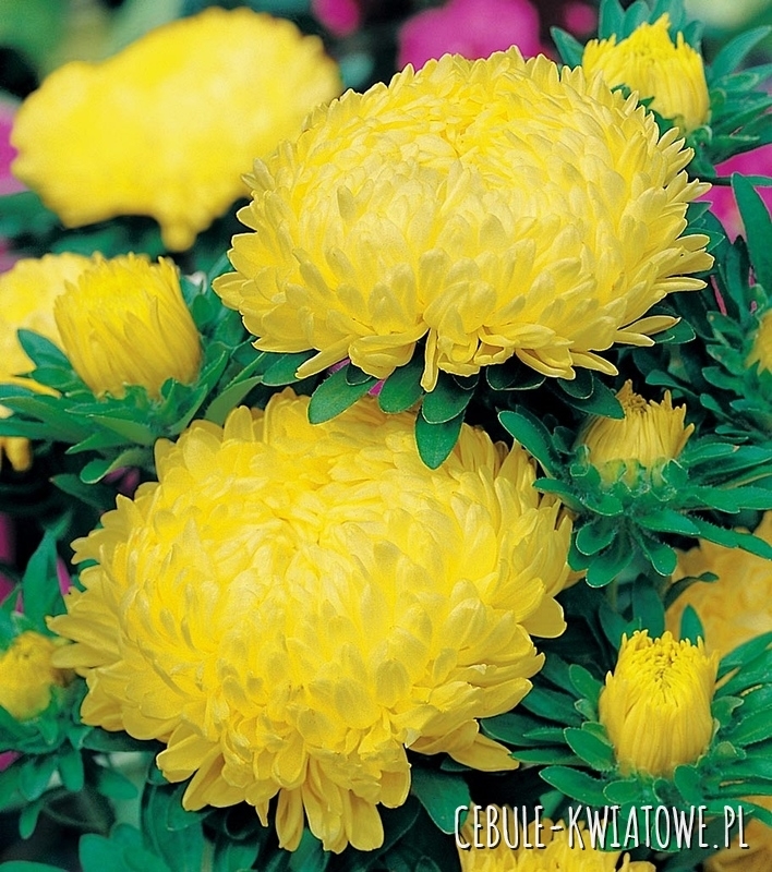 Aster Peoniowy Wysoki żółty