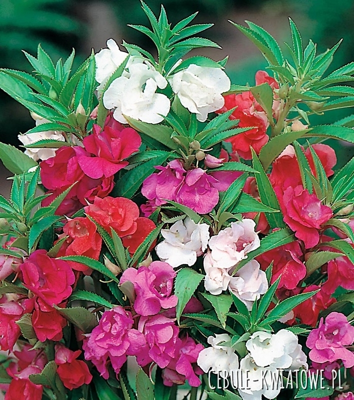 Balsamina Kameliowa Karłowa mieszanka