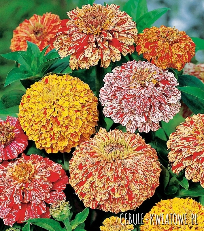 Cynia Daliowa Candy Stripe mieszanka
