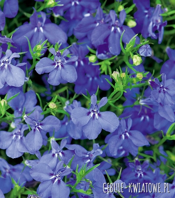 Lobelia Zwisająca Niebieska