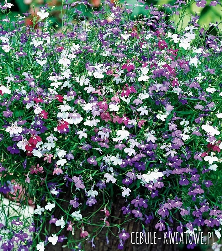 Lobelia Zwisająca Cascade Mixed