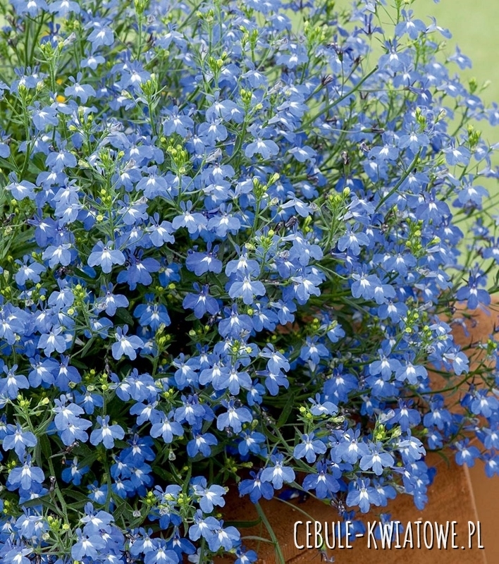 Lobelia Stroiczka Niebieska