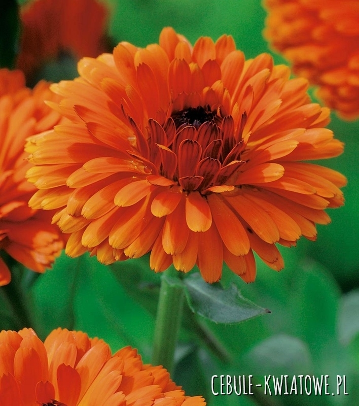 Nagietek Indian Prince