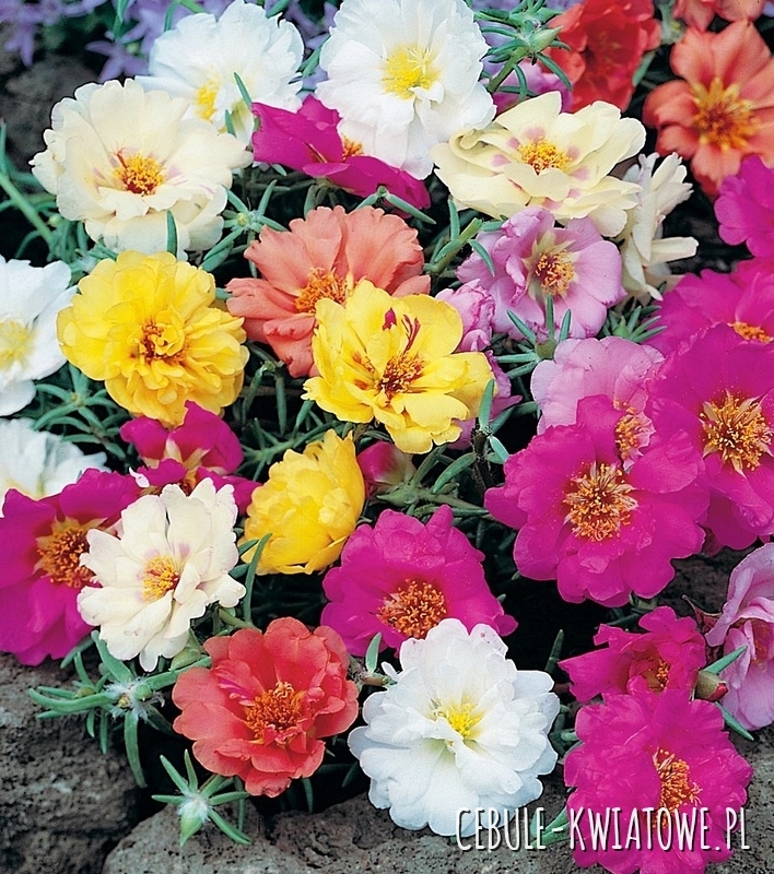 Portulaka Wielkokwiatowa Mieszanka