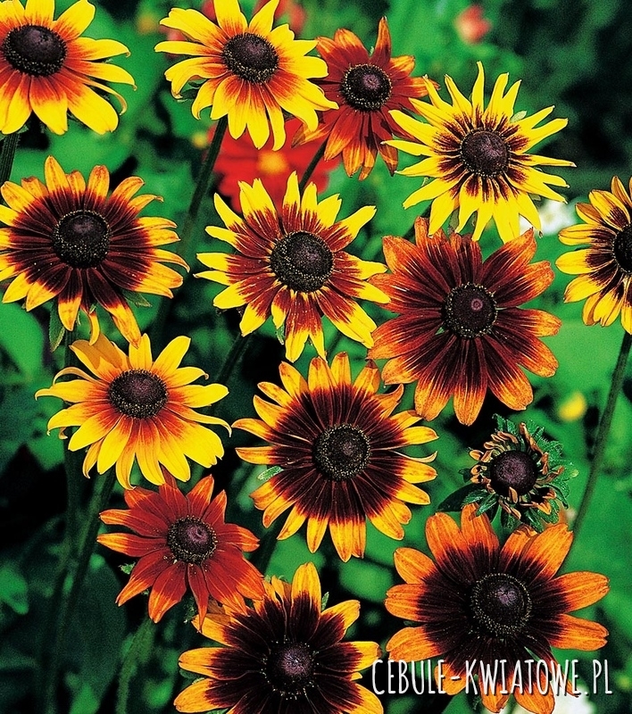Rudbekia Dwubarwna żółto-czerwona