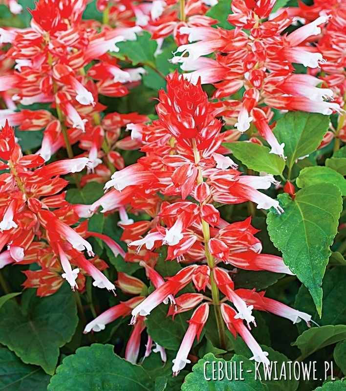 Szałwia Błyszcząca Scarlet Bicolor
