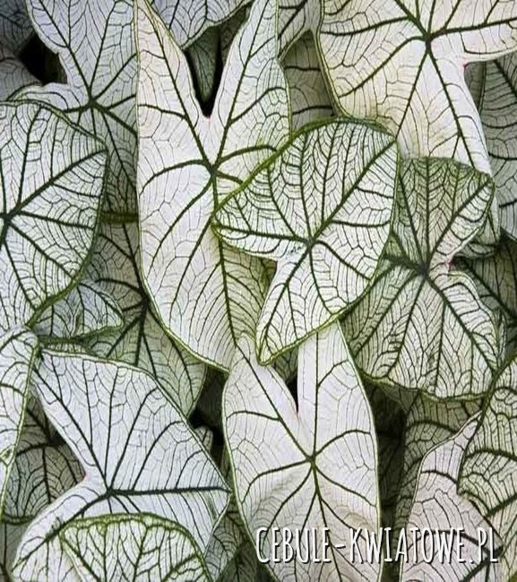 Caladium - Kaladium Candidum 1 szt.