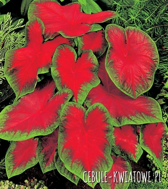 Caladium - Kaladium Freida Hemple 1 szt.