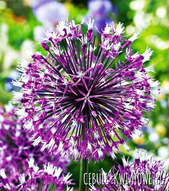 Allium Czosnek Akbulak 3 szt.