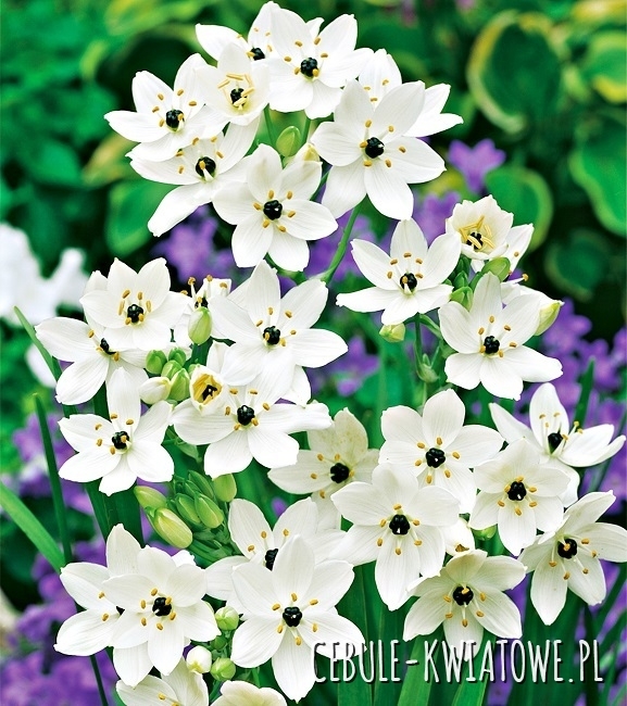 Ornithogalum - Śniadek Arabski 1 szt.