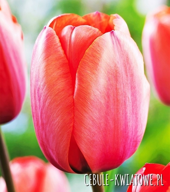 Tulipan Darwina Apricot Impression 5 szt.