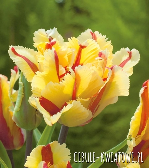 Tulipan Papuzi Flaming Parrot 3 szt.
