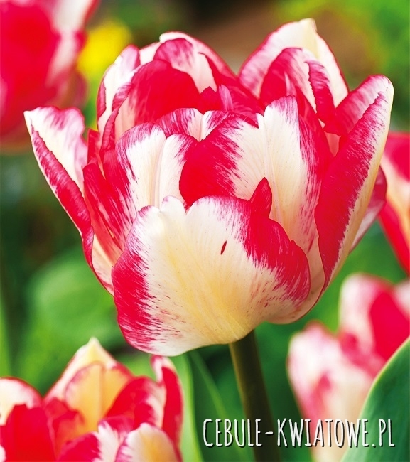 Tulipan Wielkokwiatowy Pełny Cartouche 5 szt.
