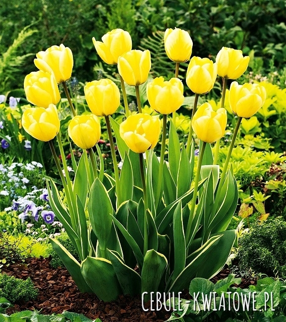 Tulipan z Dwukolorowym Liściem Jaap Groot 5 szt.