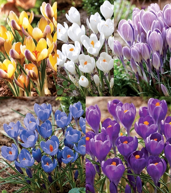 Zestaw Krokus Wiosenny Wielkokwiatowy "8" 6+