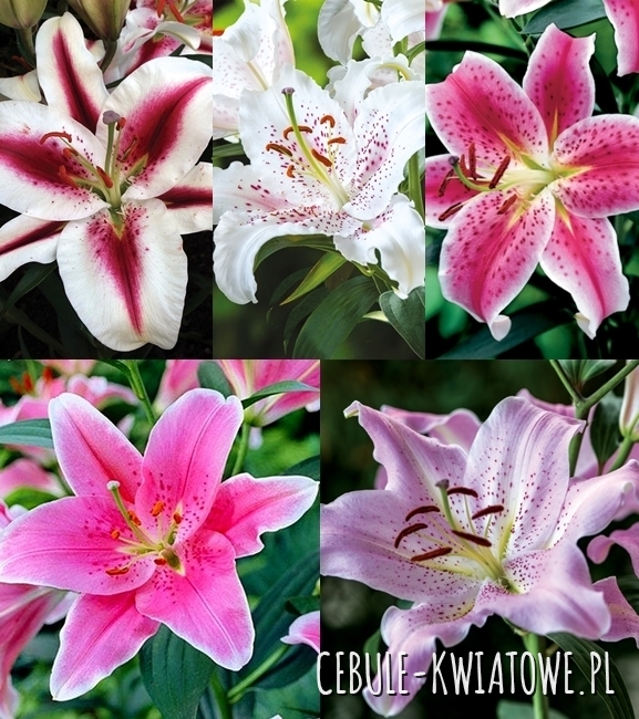Zestaw Lilia Orientalna 1 18/20
