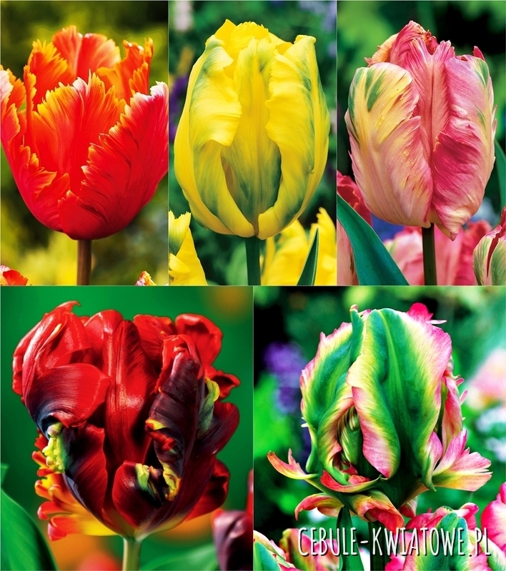 Zestaw Tulipan Papuzi 1