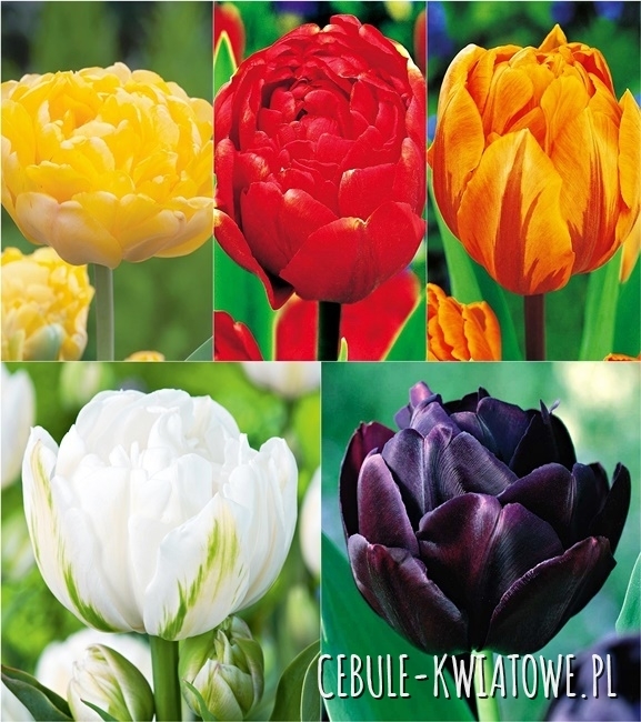 Zestaw Tulipan Pełny 2