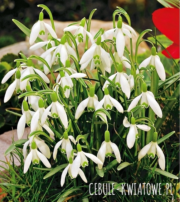 Galanthus Nivalis - Śnieżyczka Przebiśnieg 50 szt.