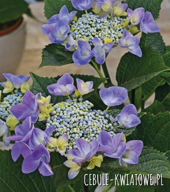 Hortensja Piłkowana Blue Bird - doniczka