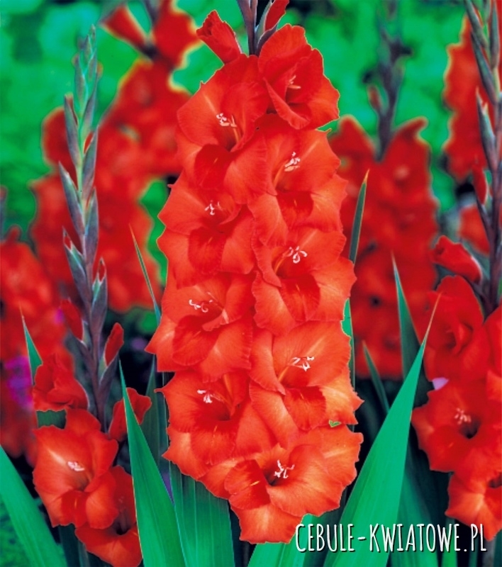 Gladiolus Mieczyk Pomarańczowy XXL 5 szt.