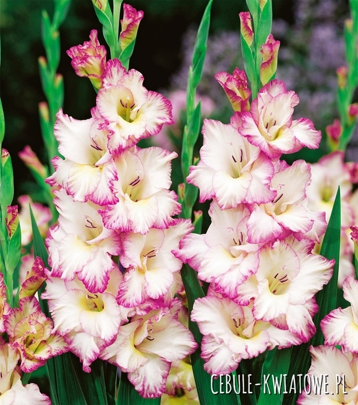 Gladiolus Mieczyk Biało-Różowy XXL 5 szt.