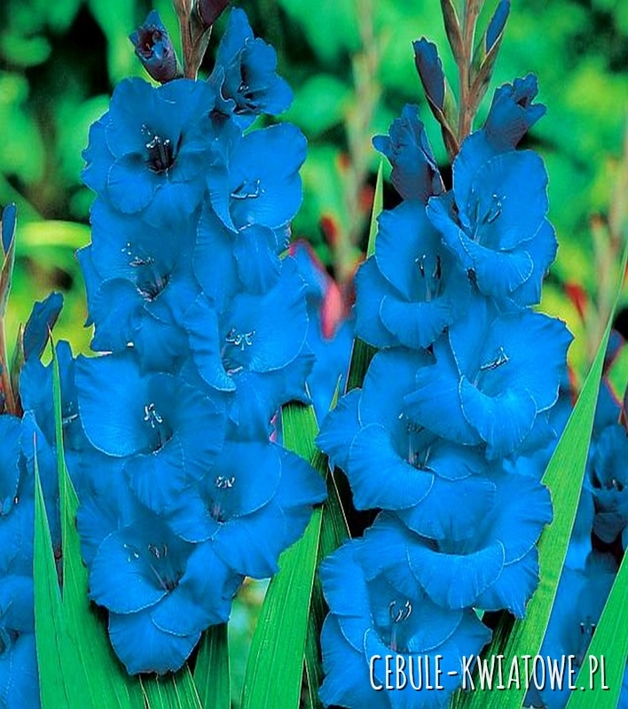 Gladiolus Mieczyk Niebieski XXL 5 szt