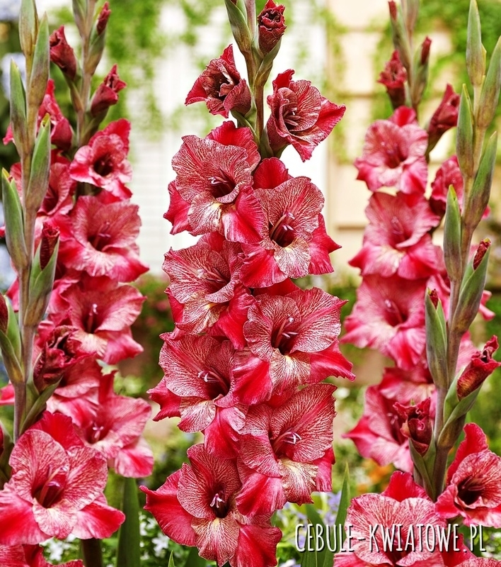 Gladiolus Mieczyk Wielkokwiatowy Misty Mate 5 szt.
