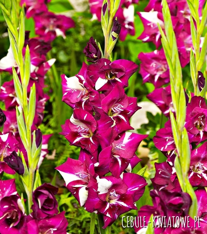Gladiolus Mieczyk Wielkokwiatowy Dared 5 szt.