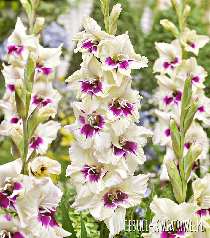 Gladiolus Mieczyk Wielkokwiatowy Amber Mistique 5 szt.
