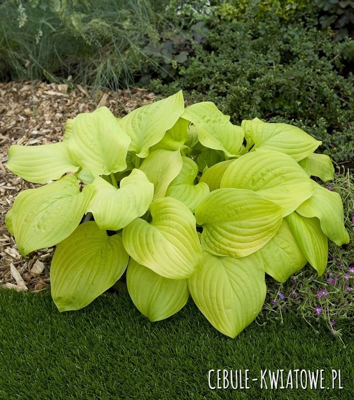 Hosta - Funkia Tortilla Chip 1 szt.