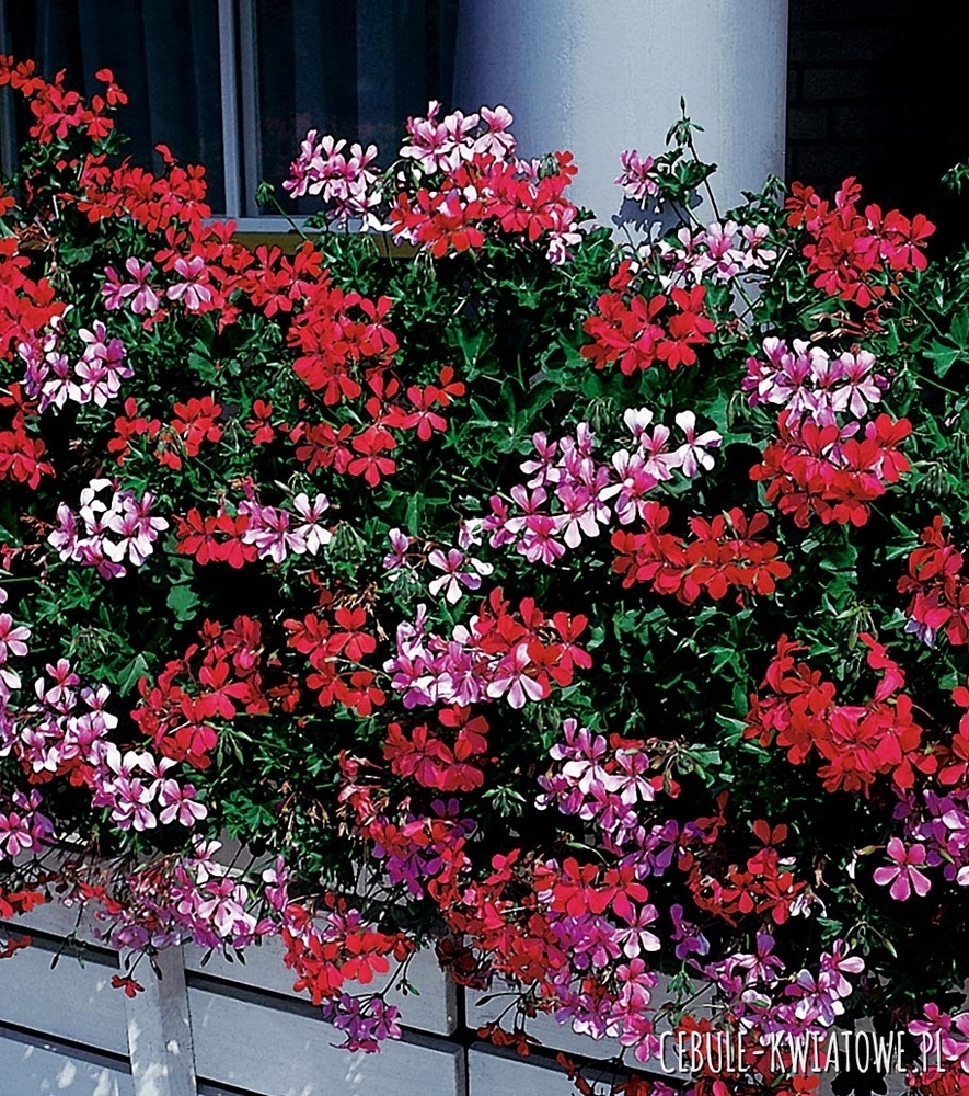 Pelargonia Zwisająca Speedy Mixed