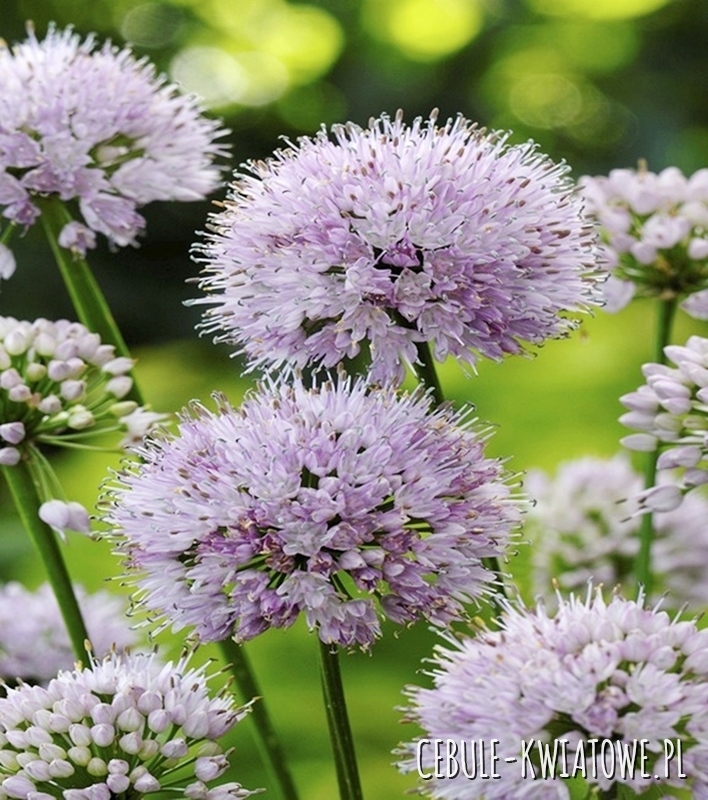 Allium - Czosnek Summer Beauty 1 szt.