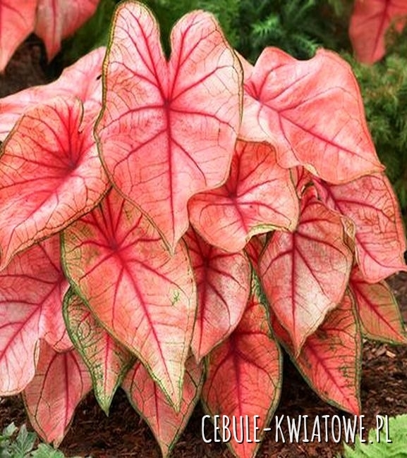 Caladium - Kaladium Spring Fling 1 szt.