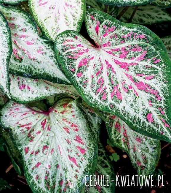 Caladium - Kaladium Tapestry 1 szt.
