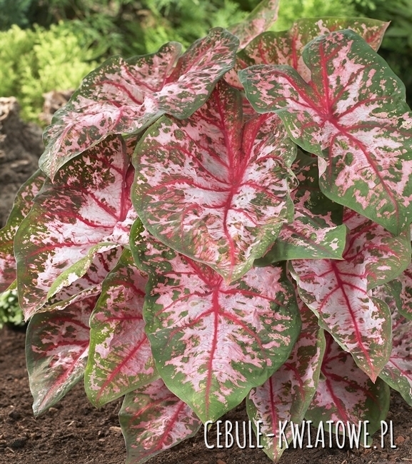 Caladium - Kaladium Carolyn Whorton 1 szt.