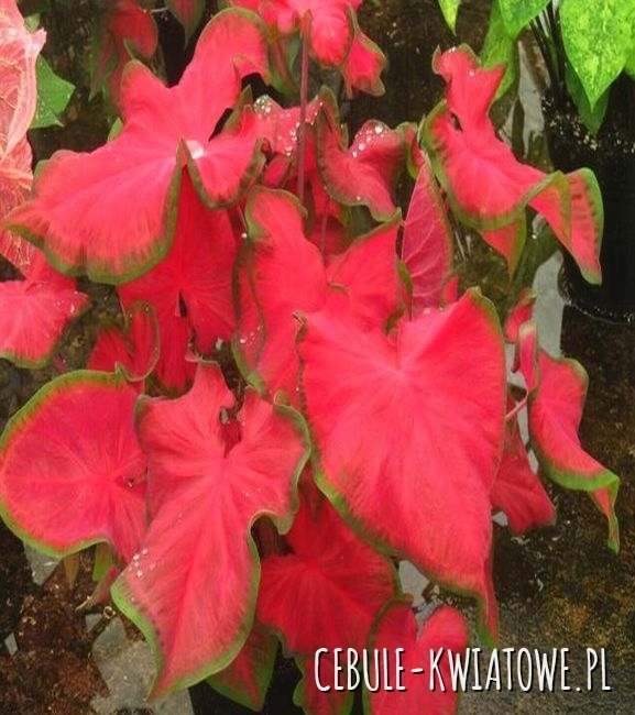 Caladium - Kaladium Cherry Tart 1 szt.