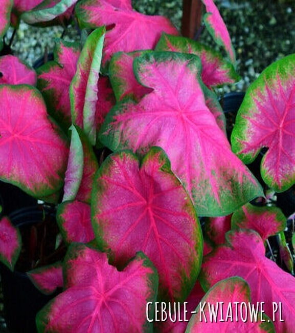 Caladium - Kaladium Flamingo 1 szt.