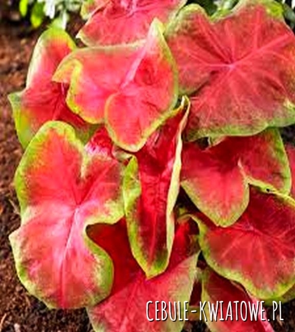 Caladium - Kaladium Hot Pants 1 szt.