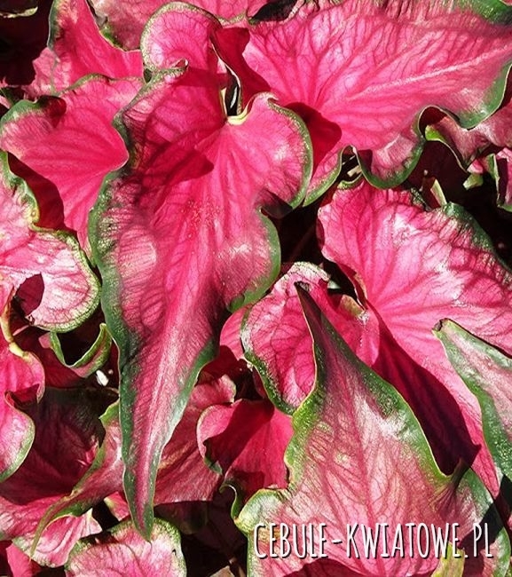 Caladium - Kaladium Sizzle 1 szt.