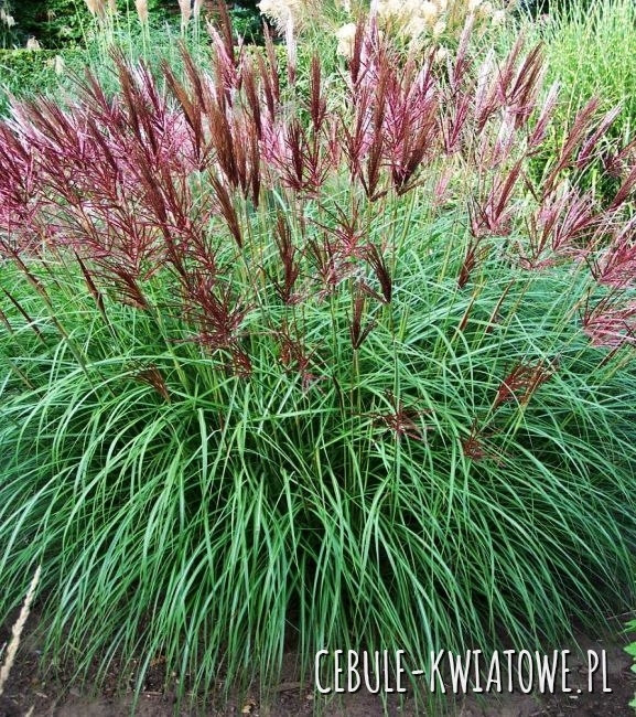 Miskant chiński - Miscanthus Fernen Osten 1 szt.