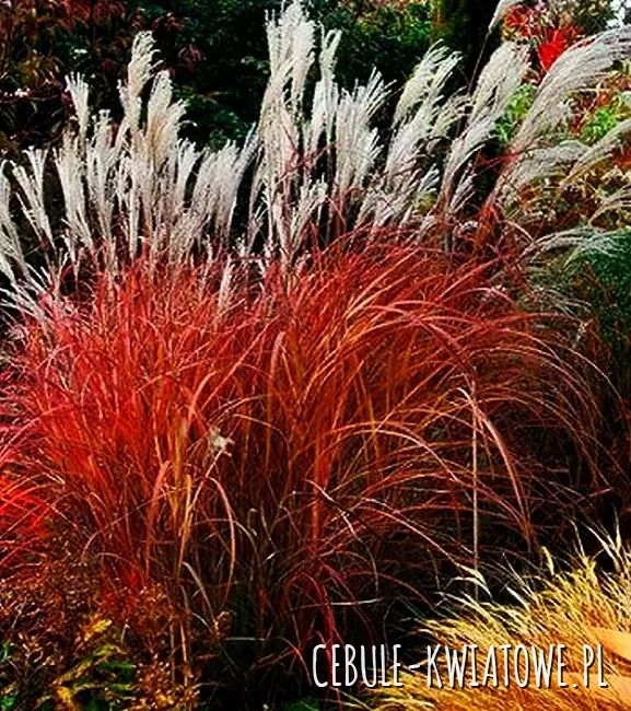 Miskant chiński - Miscanthus Little Miss 1 szt.