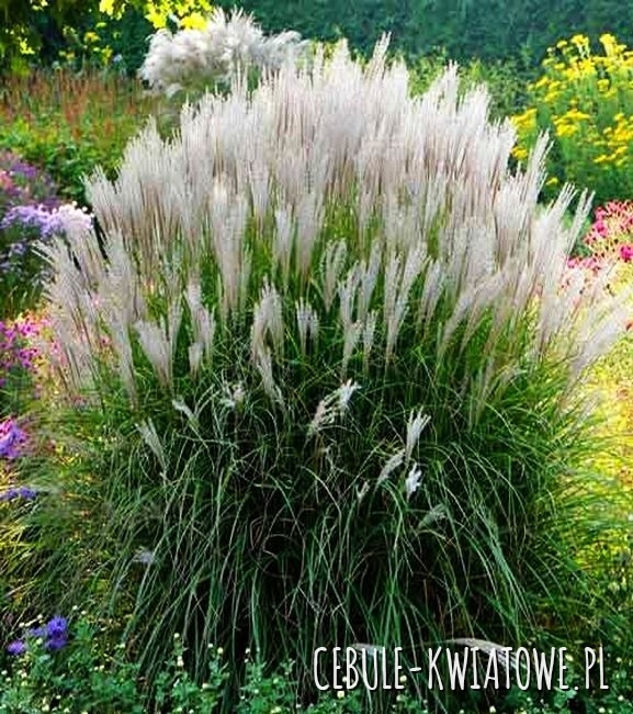 Miskant chiński - Miscanthus Silver Spinner 1 szt.