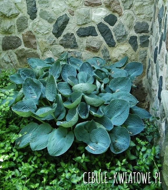 Hosta - Funkia Big Daddy 1 szt.