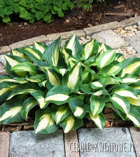 Hosta - Funkia Chain Lightning 1 szt.