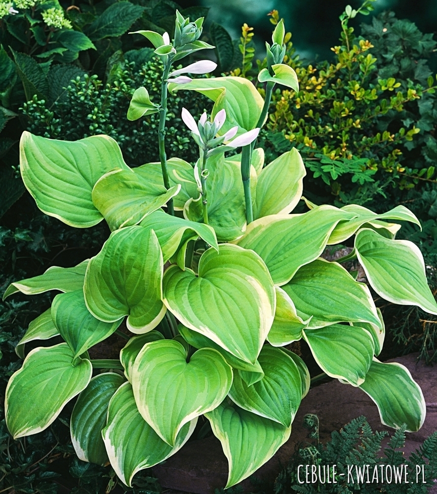 Hosta - Funkia Fragrant Bouquet 1 szt.