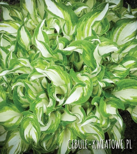 Hosta - Funkia Kiwi Spearmint 1 szt.