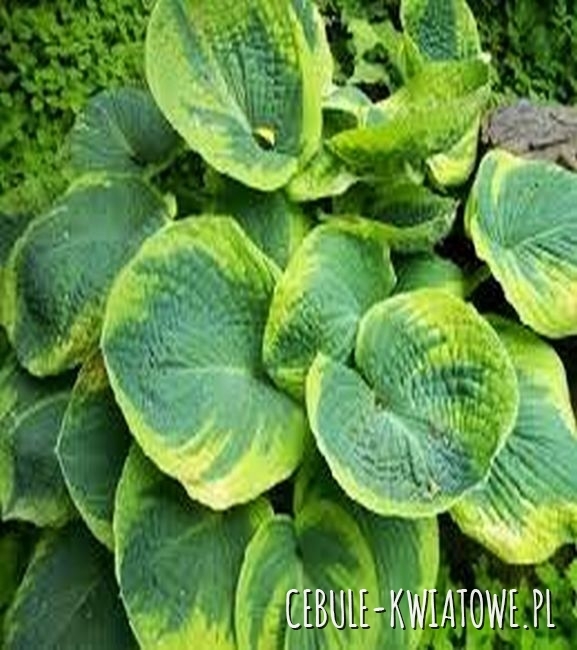 Hosta - Funkia Maple Leaf 1 szt.