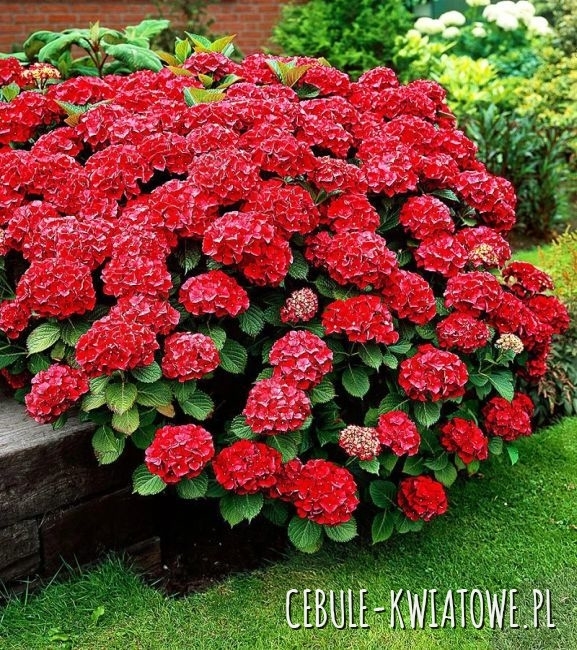 Hortensja Ogrodowa Hot Red 1 szt.